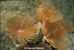 Social feather duster. Nikonos V, 28mm with extension tube. by Derek Zelmer 